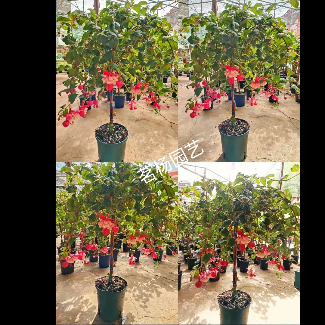 棒棒糖(醉红颜)双玉重瓣大花多杆老桩30°以上不售后