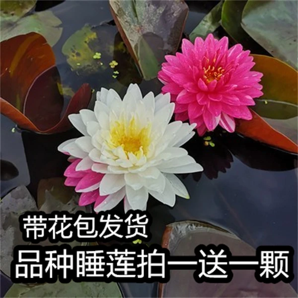大睡莲花苗池塘睡莲花水培植物四季莲花盆栽水养花卉荷花睡莲带花