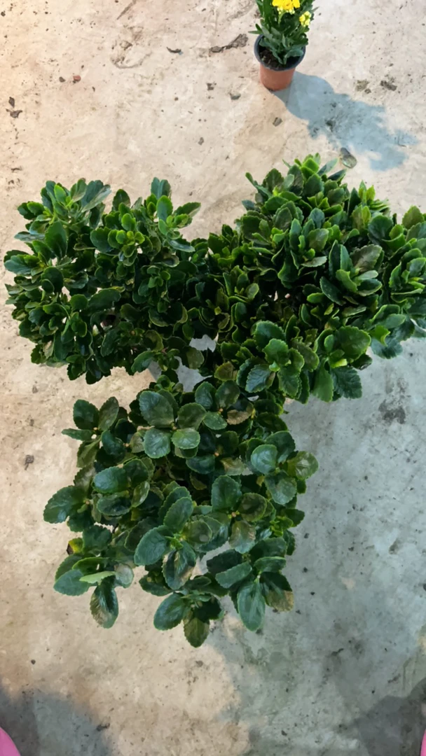 盆栽一年半老庄随机发三盆有气生根介意勿拍收到48小时黑腐有售后