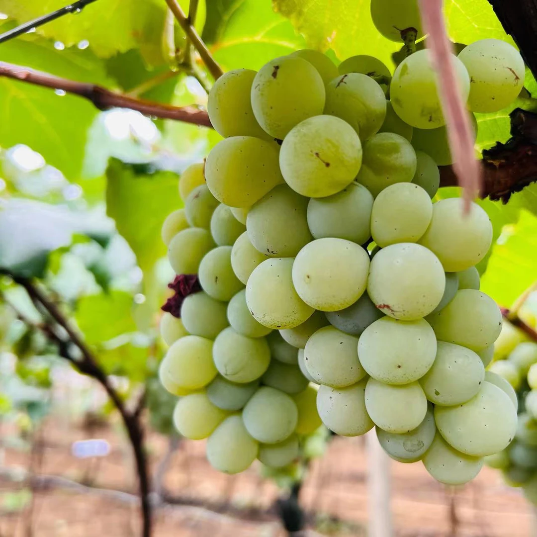 贵州水晶葡萄新鲜采摘顺丰包邮