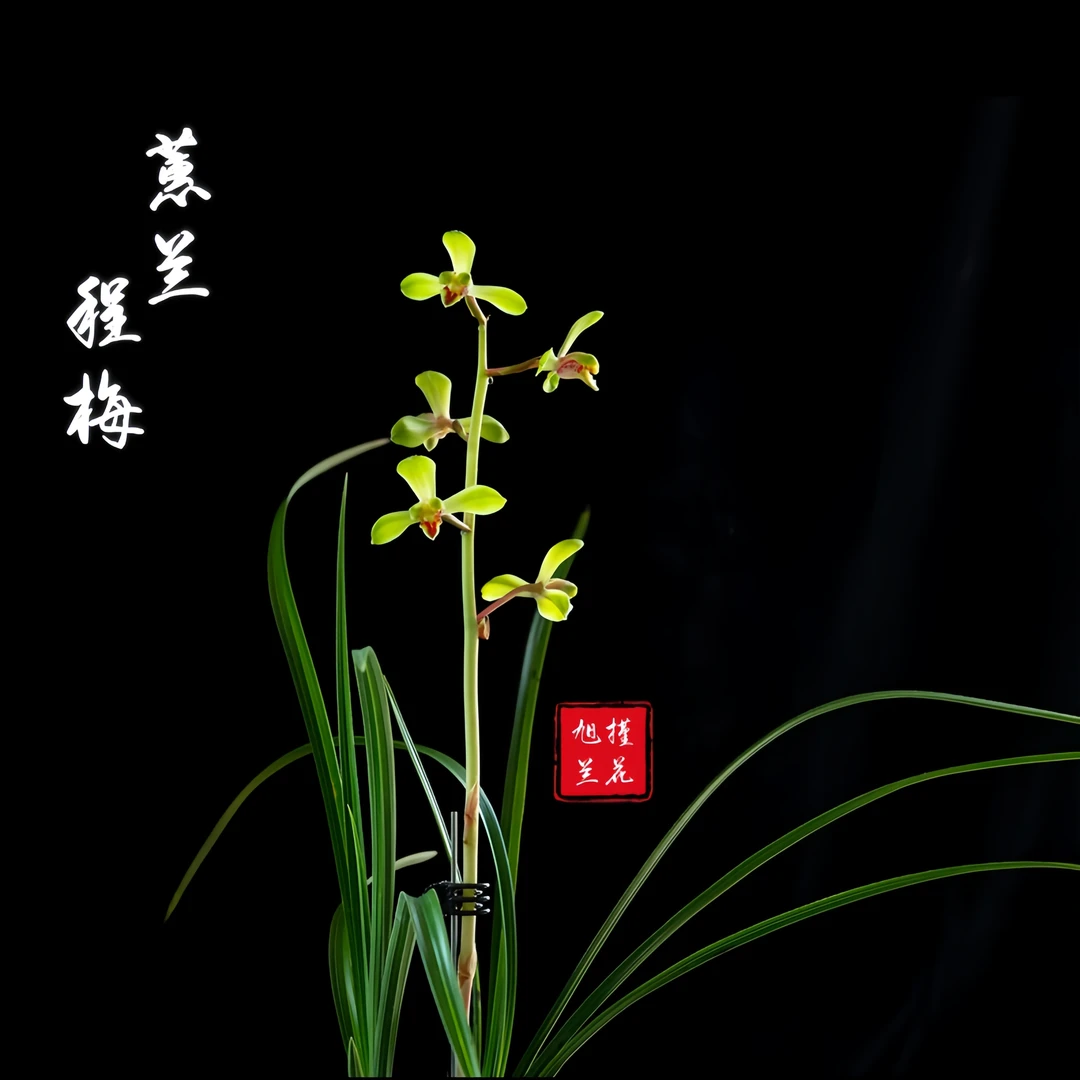 【程梅】高端蕙兰旭槿兰花高端推荐无加温无温室易养活产兰区