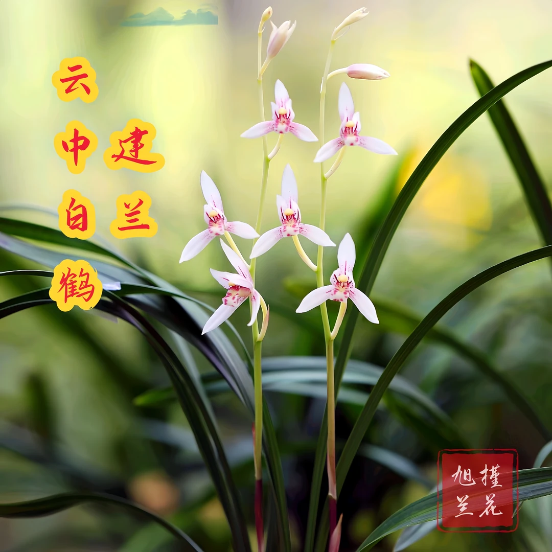 旭槿建兰 云中白鹤  好兰不贵容易养活性价比国兰阳台养兰