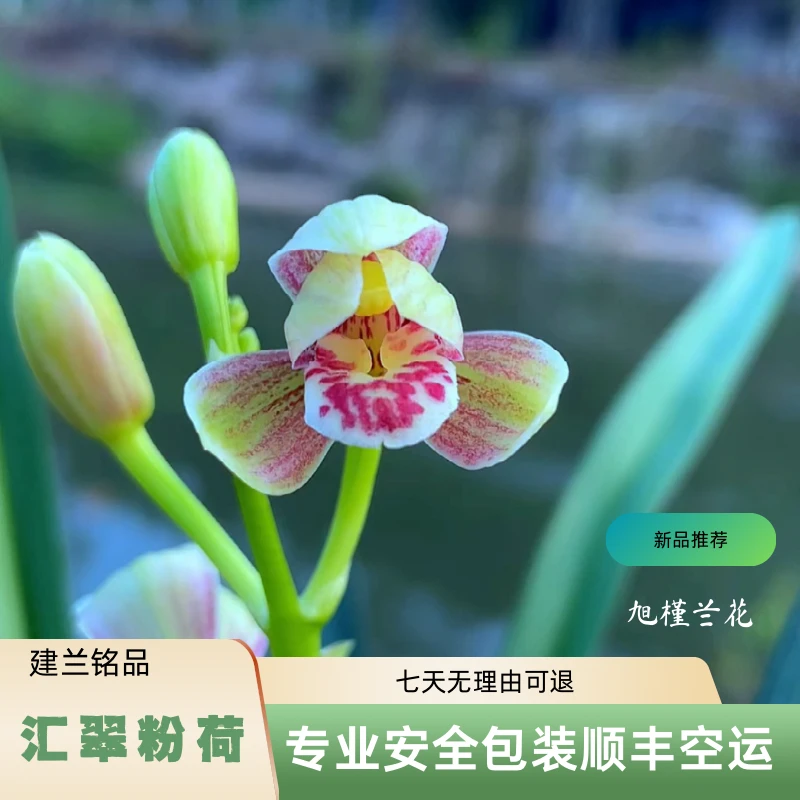 【汇翠粉荷】旭槿兰花 建兰老种铭品