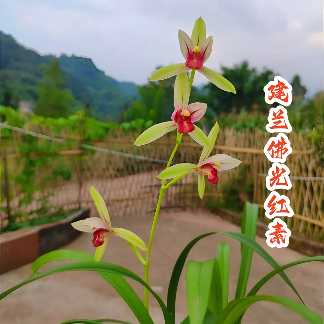 旭槿推荐国兰-建兰-佛-光-红-素