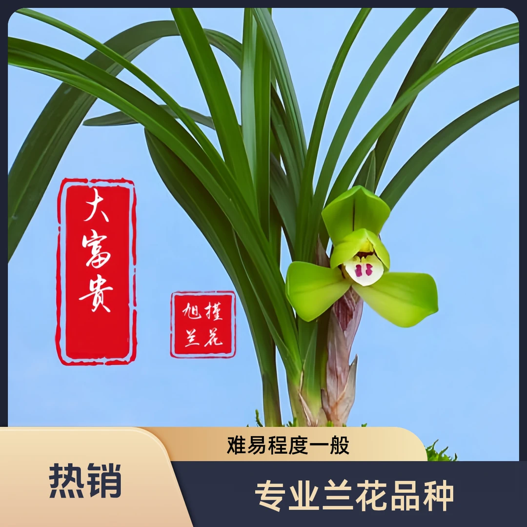 【大富贵】旭槿兰花  又名老郑同荷 春兰老种阳台养兰