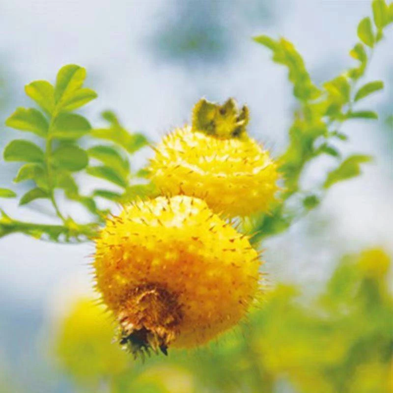 贵州刺梨鲜果天刺力维C特产品质绿色香甜皮薄甘甜发货清热采摘