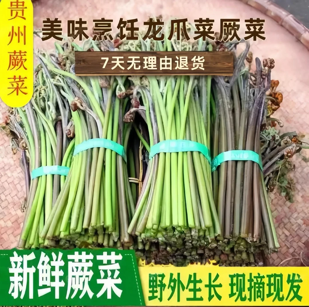 现摘野菜龙爪菜鲜香香浓烹饪鲜嫩多汁清香鲜美味鲜脆嫩清新鲜蕨菜