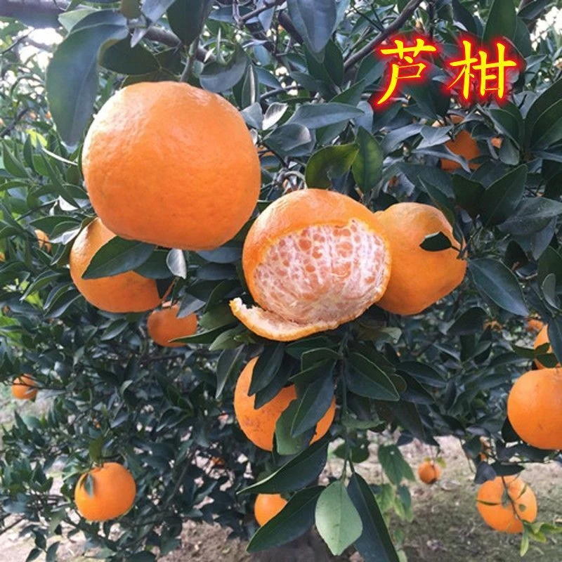 芦柑柑橘 无籽蜜桔苗 正宗嫁接蜜桔苗桔子苗 南北方种植 盆栽地栽