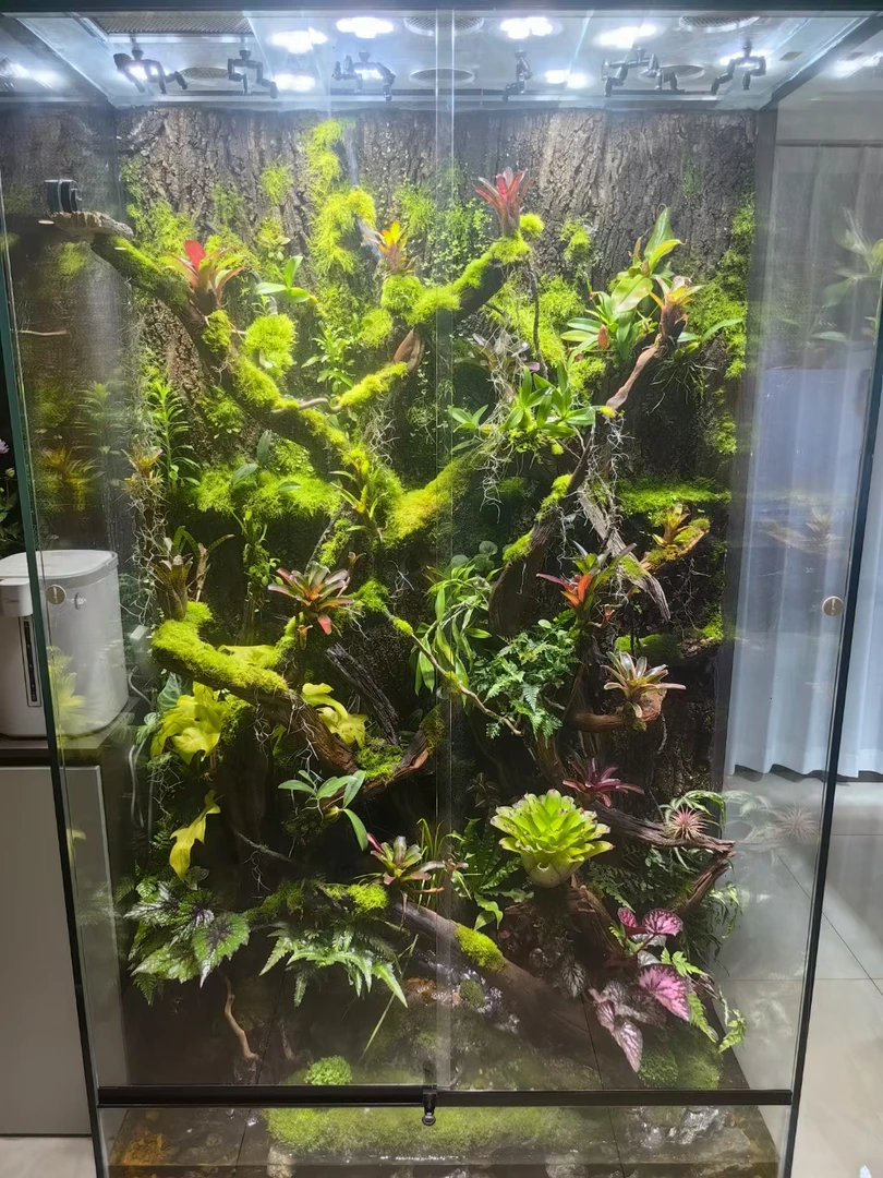 雨林缸 微景观使用短绒苔藓
