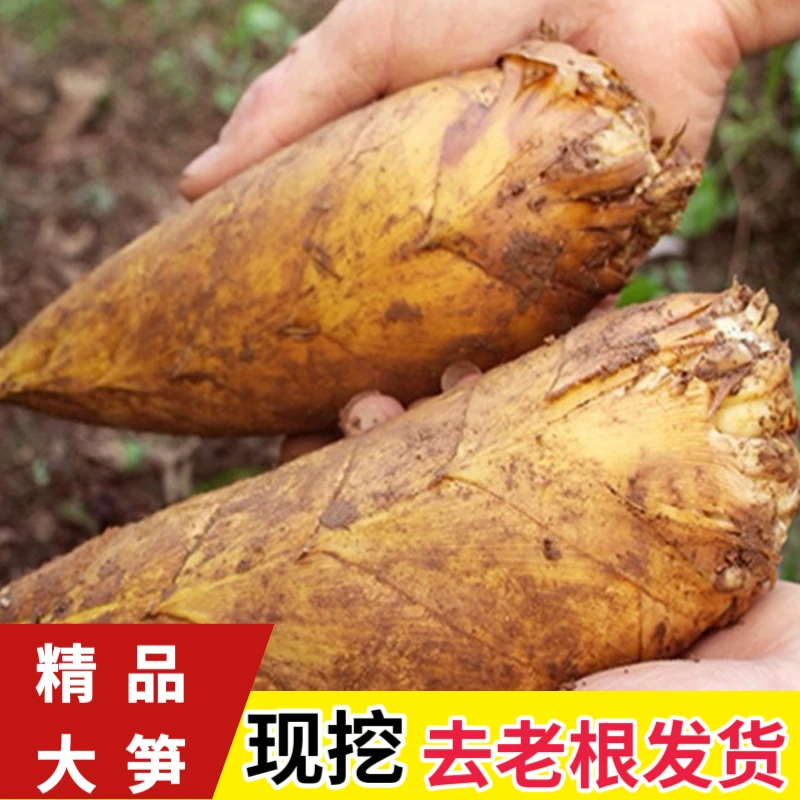 新鲜现挖冬笋野生冬笋深山老林野生冬笋广东毛竹笋新鲜冬笋