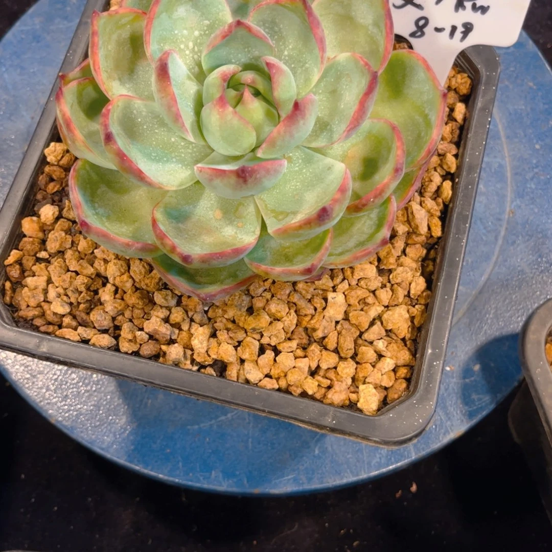 艾*惊鸿仙子艾格88