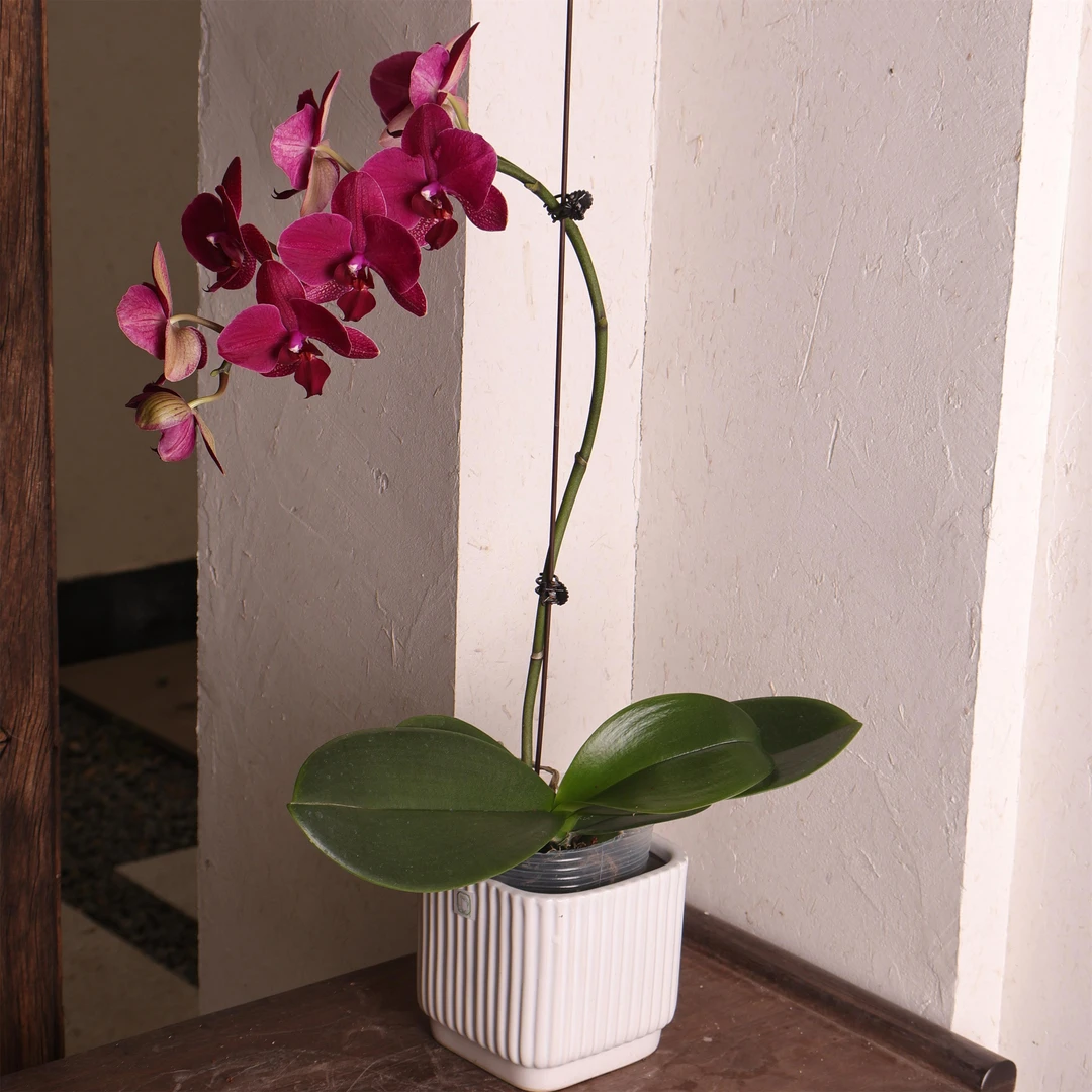 蝴蝶兰（蒙特勒 全花发货）发货