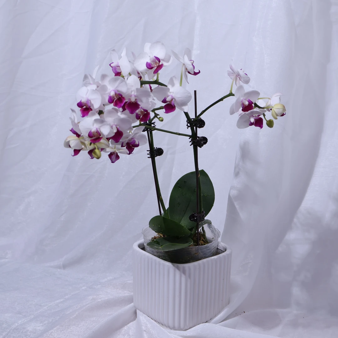 蝴蝶兰（蜂鸟）带花带花苞发货