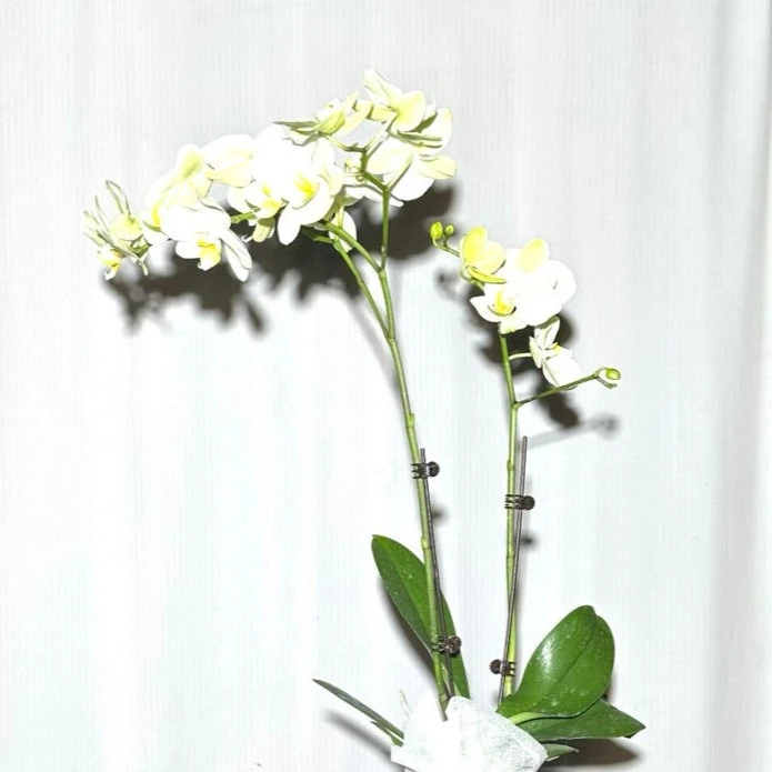 蝴蝶兰安祖卡利带花带花苞蝴蝶兰