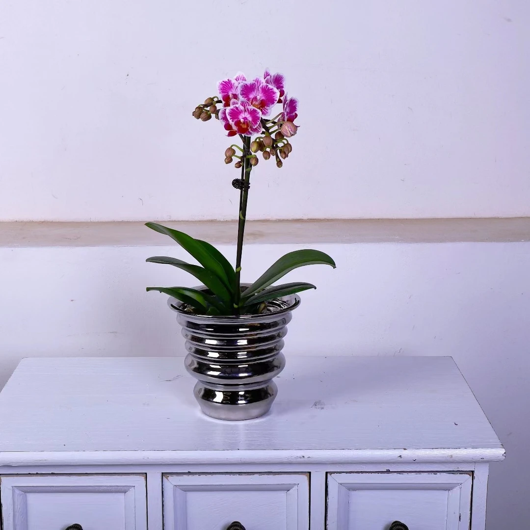 蝴蝶兰三色彩虹彩色带花带花苞发货