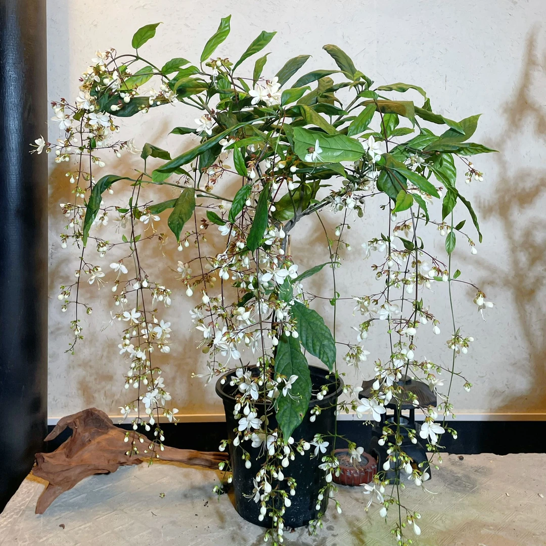 （垂丝茉莉两年桩）发货