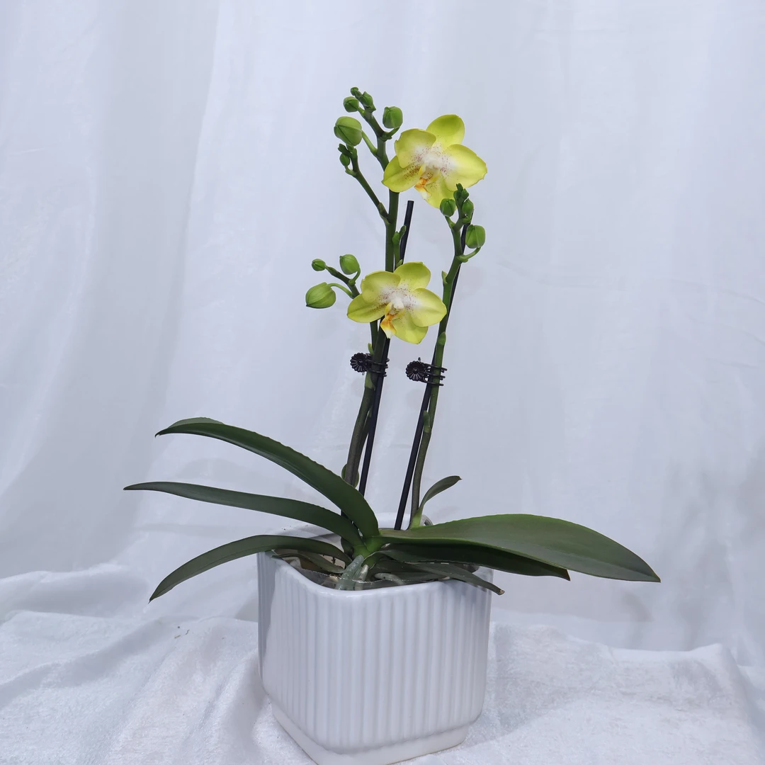 蝴蝶兰阿雷佐3剑带花带花苞发货