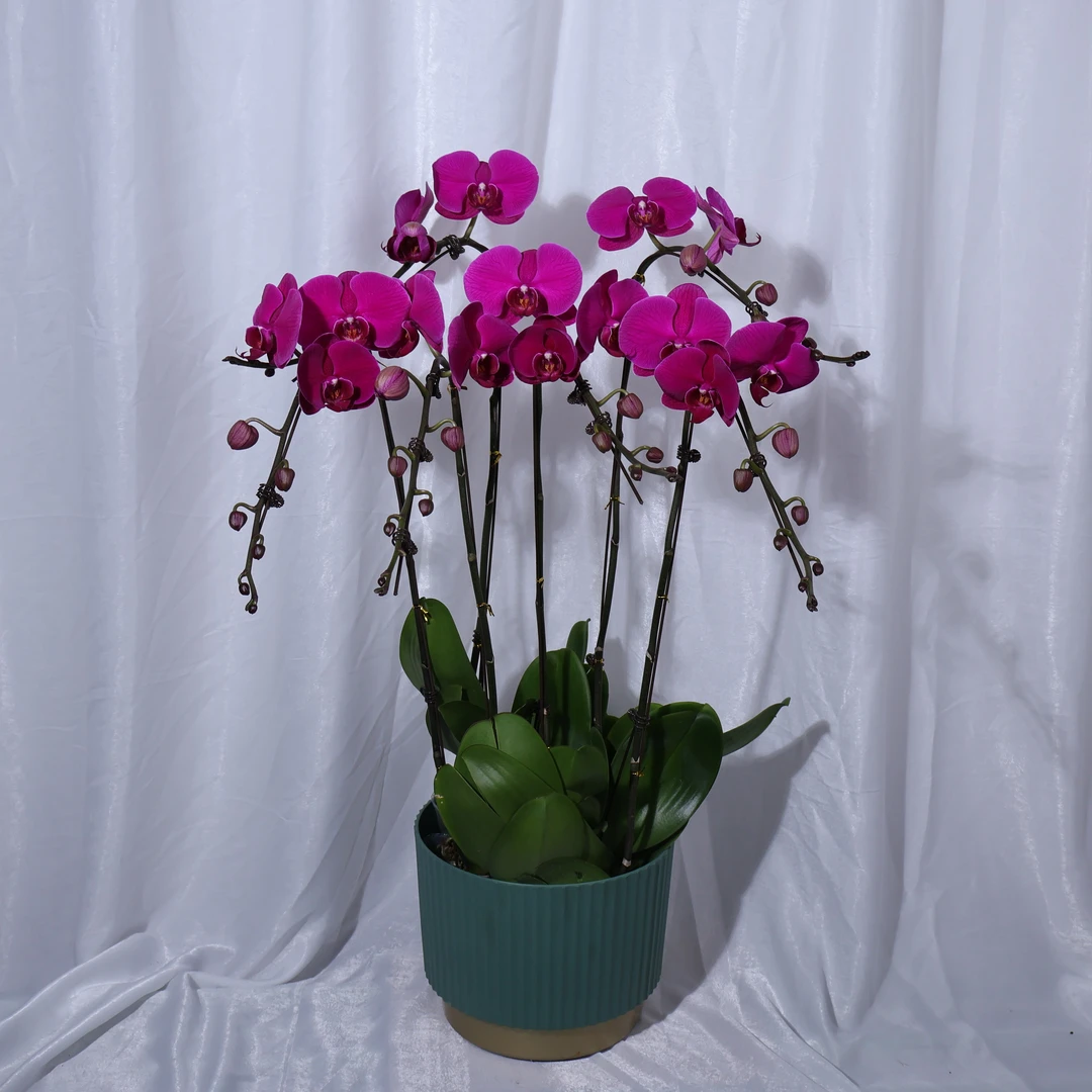 蝴蝶兰【大辣椒六个花剑组盆】发货