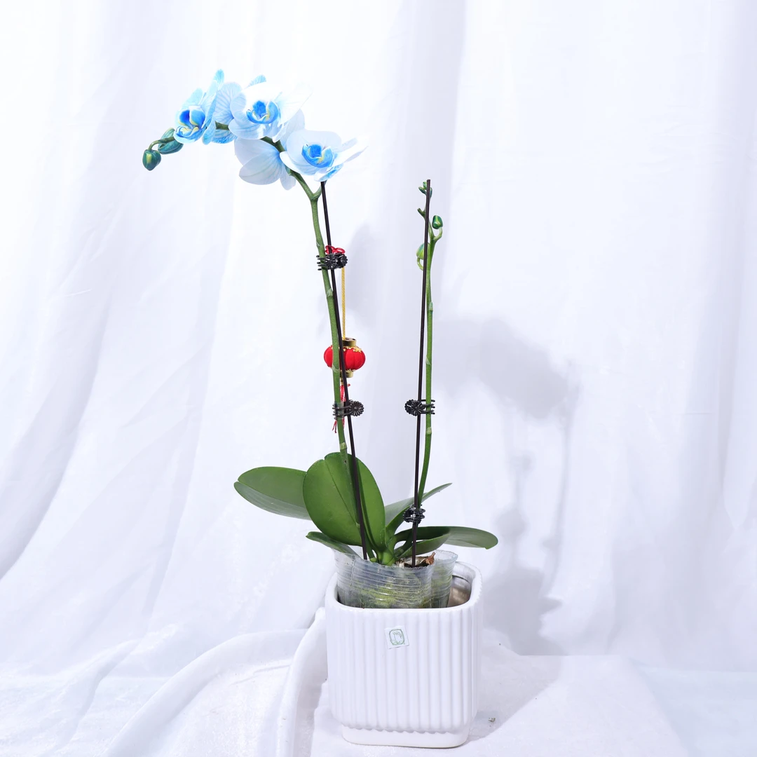 蝴蝶兰马卡龙吸色蓝色带花带花苞发货