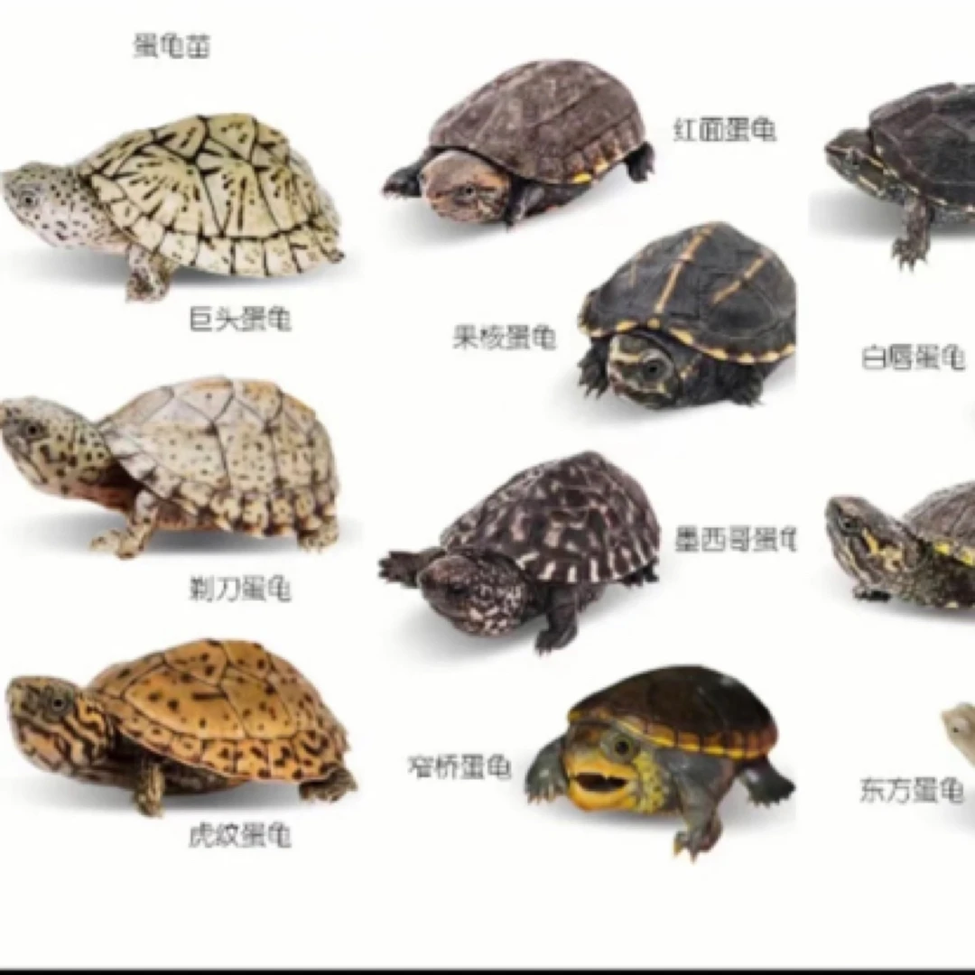 麝香剃刀乌龟宠物龟活体直播间挑选  包活到家，不包养殖风险