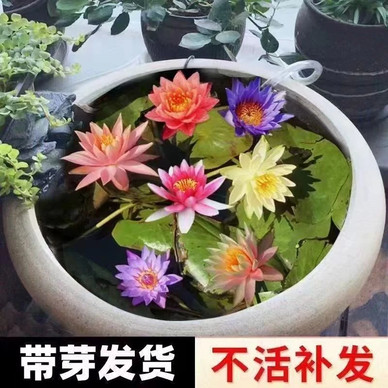 池塘睡莲花鱼缸睡莲根块带芽四季盆栽水培植物庭院耐寒开大花热带