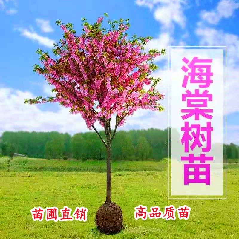 庭院地栽大型高杆海棠树苗西府海棠垂丝海棠花耐寒植物北美海棠