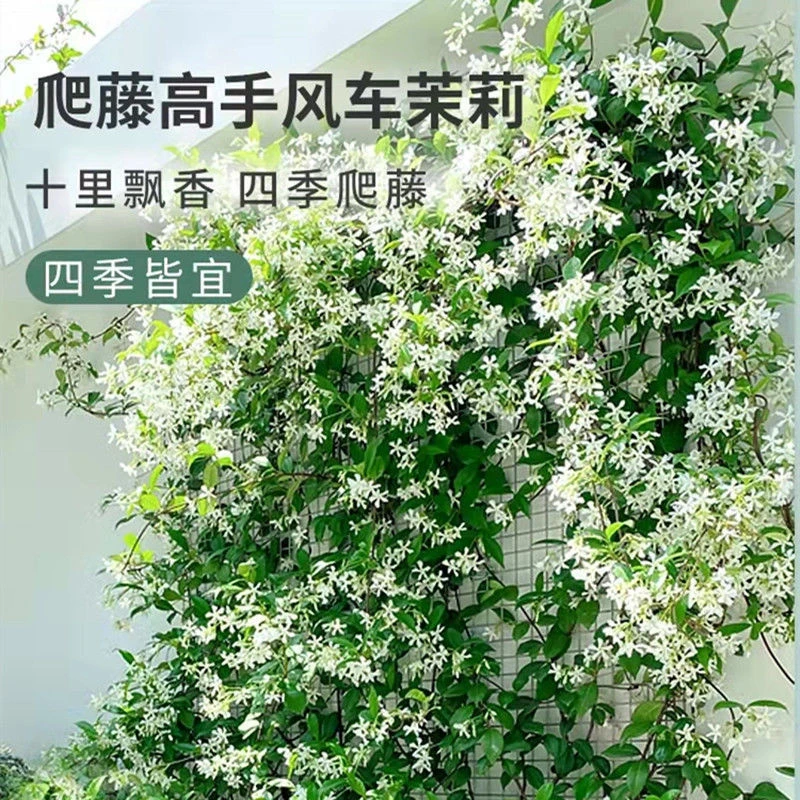 风车茉莉茉莉花盆栽懒人好养络石藤垂丝花卉耐寒阳台植物四季开花