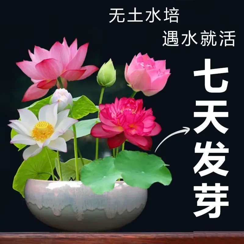 碗莲种籽四季开花遇水培水养绿植睡莲荷花无土阳台盆栽花卉种植