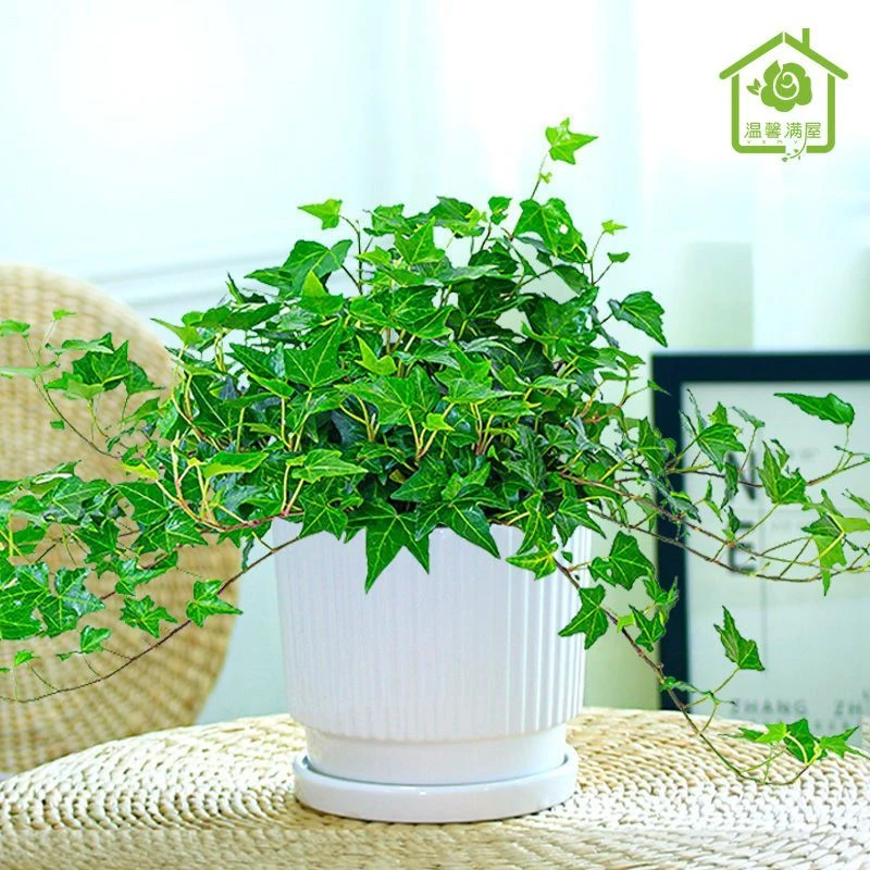常春藤盆栽植物挂墙阳台室内水培爬藤植物吸甲醛吊兰长春藤常青藤