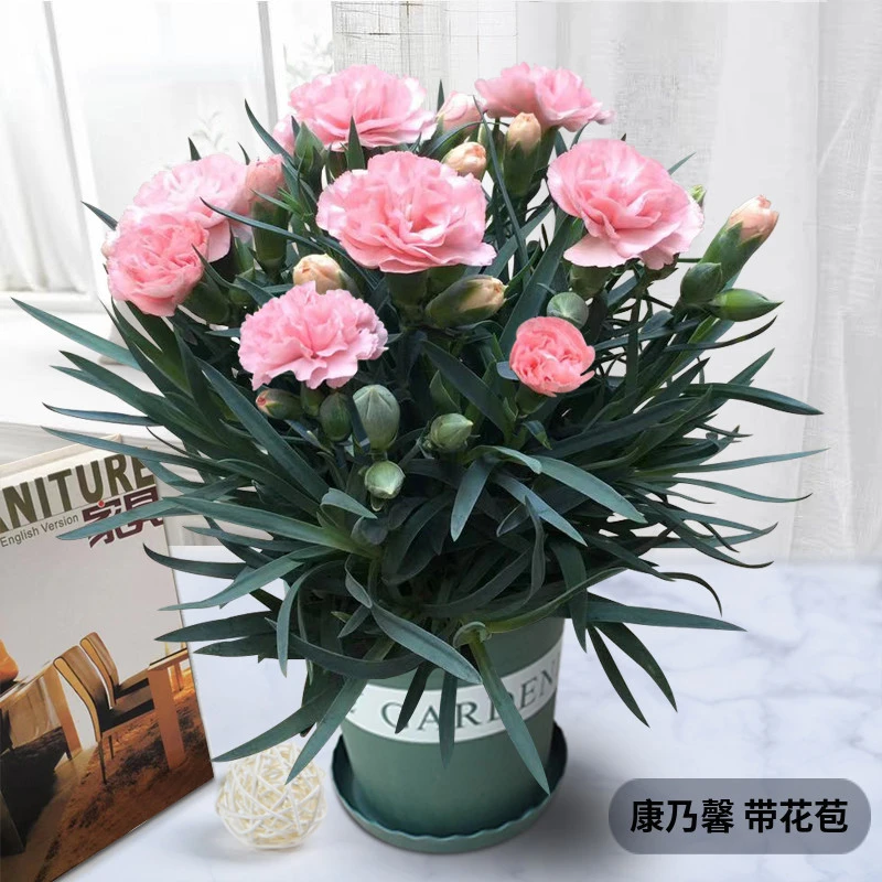 精品康乃馨盆栽带花苞带花四季开花室内阳台客厅美观观赏花卉好养