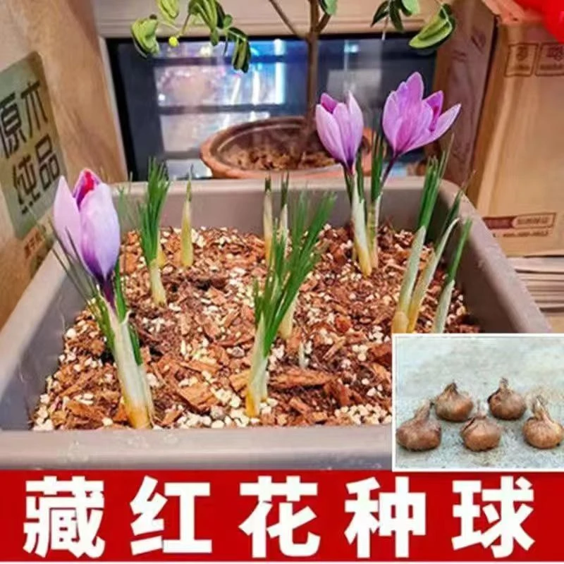 藏红花种球食用耐寒花卉种子冬季西红花苗球根植物盆栽番红花种球