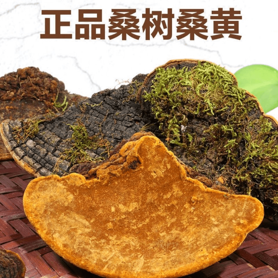 当季野生桑树桑黄个桑黄片块粉100g/500g泡水泡酒煲汤 可搭配百合
