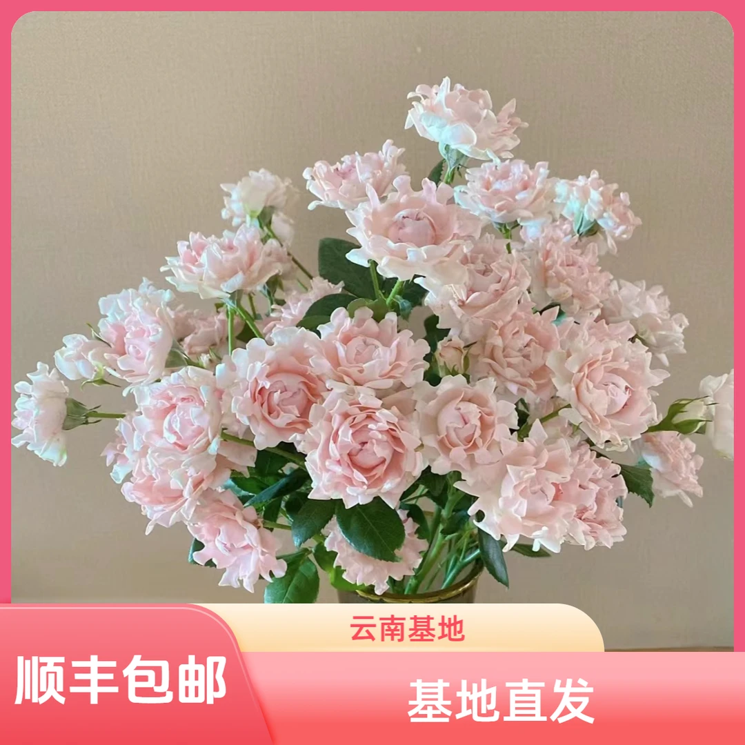 【花喜甄选】海葵苏芬稀有多头玫瑰云南基地瓶插切花