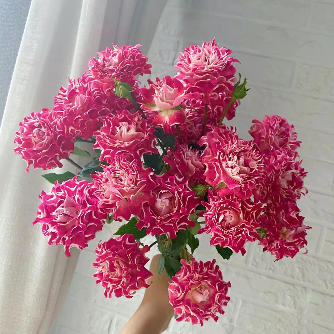 【花喜甄选】彩虹糖多头玫瑰海葵系列云南基地现摘现发