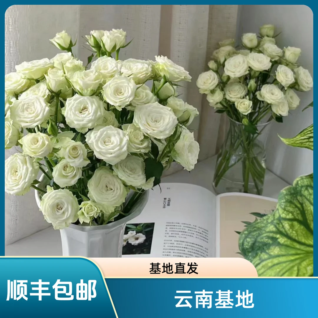 【花喜甄选】繁星多头泡泡白玫瑰云南鲜花基地现采现发家用顺丰包邮