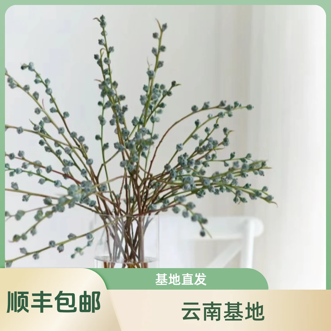 尤加利果鲜花云南直发昆明基地新鲜采摘直批家用可干花包花束配花