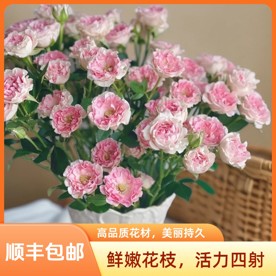 【花喜甄选】粉色LUV多头玫瑰花鲜花云南基地现摘现发水养鲜切花