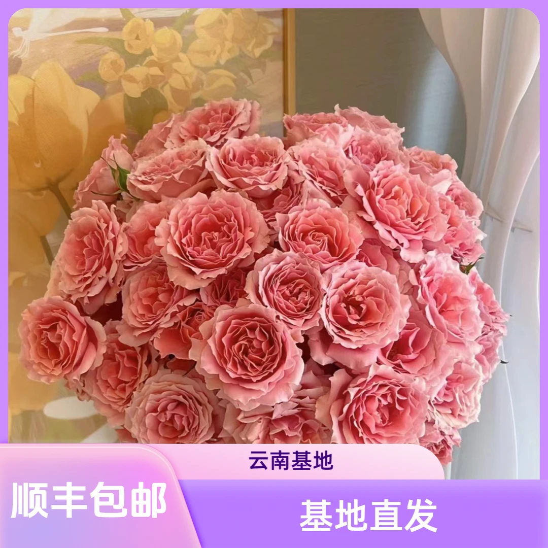 【花喜甄选】粉色拉拉队多头玫瑰直发家用瓶插水养云南鲜花顺丰包邮