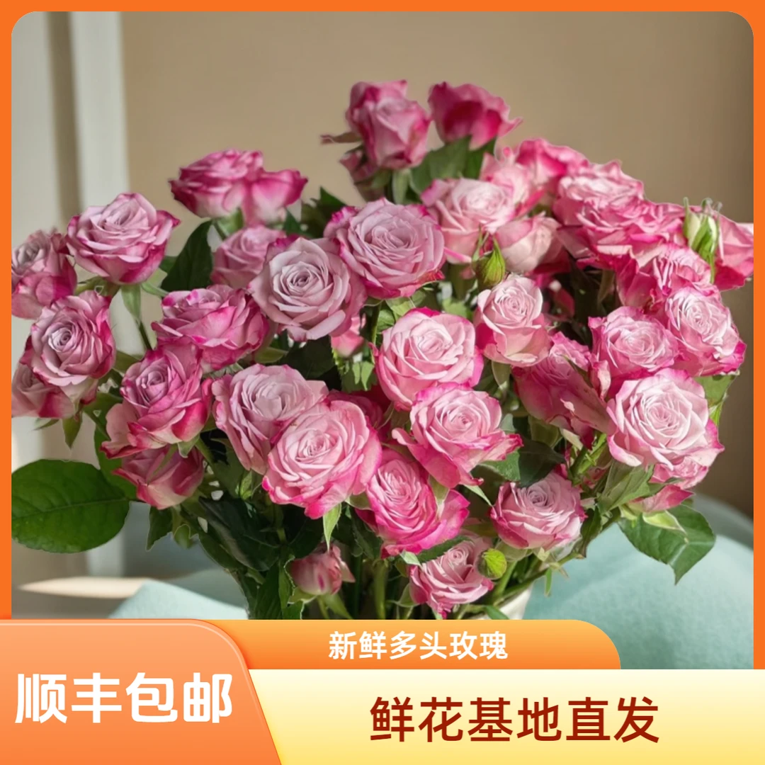 【花喜甄选】花花公子多头玫瑰云南鲜花基地现采现发家用顺丰包邮