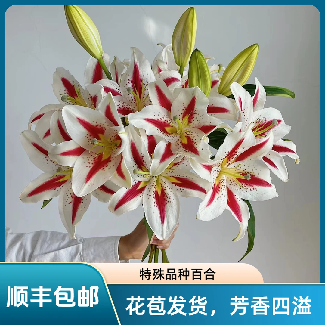 【花喜甄选】笑脸百合双头三头鲜花云南直发花苞发货水养顺丰包邮