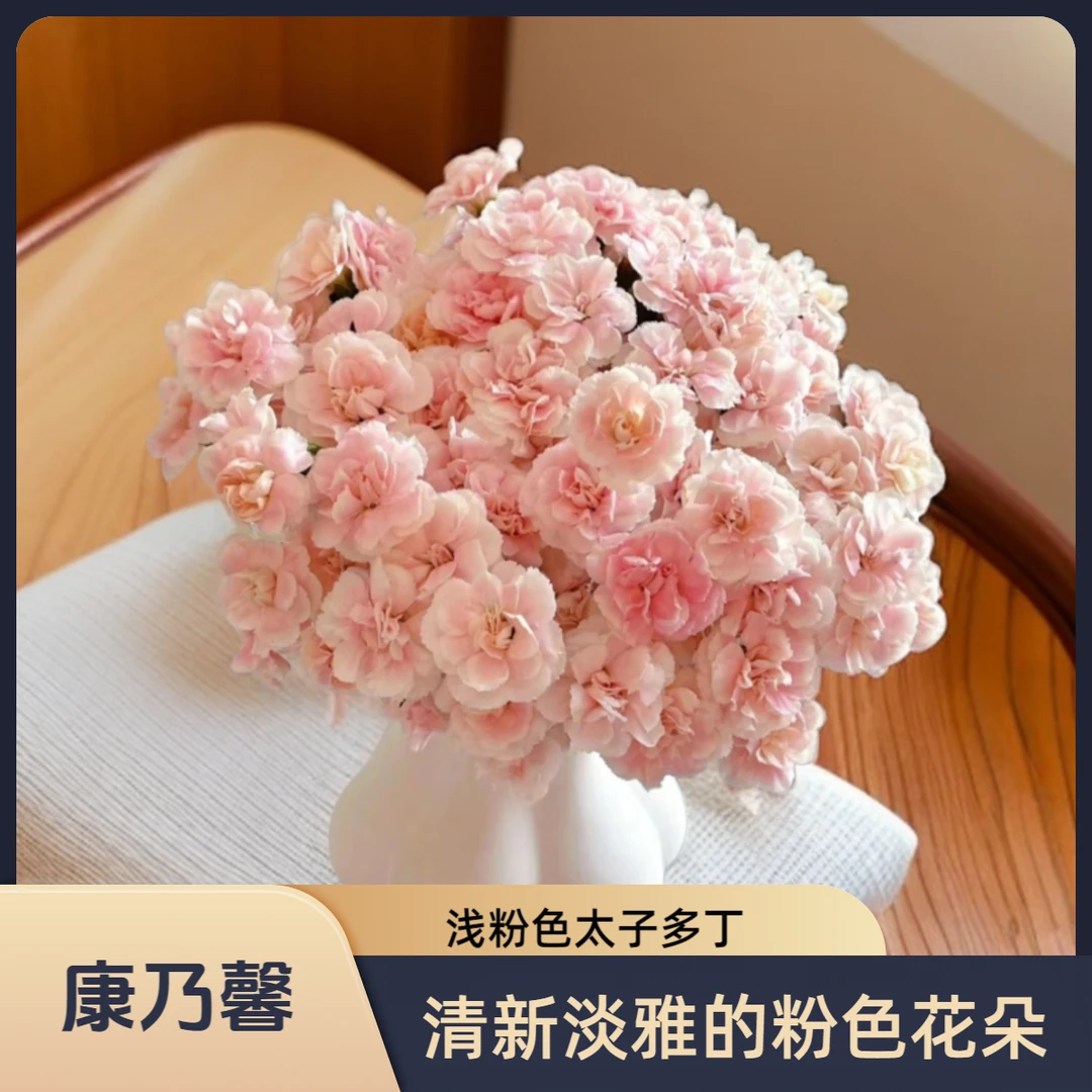 【花喜甄选】浅粉太子多头康乃馨鲜花云南基地直发昆明水养插花家庭