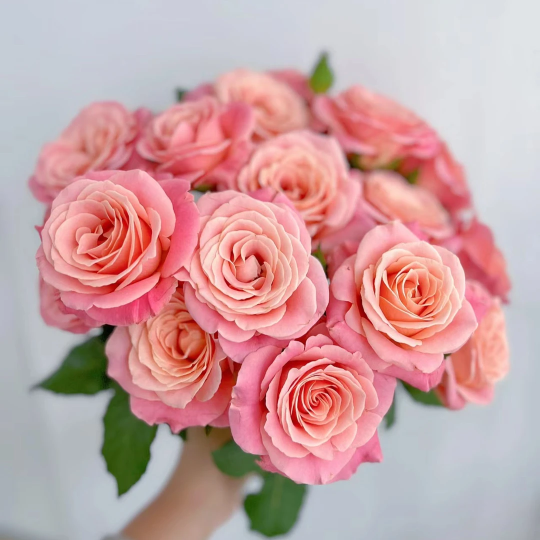 【花喜甄选】朱小姐单头玫瑰云南基地现摘现发顺丰包邮办公室内水养