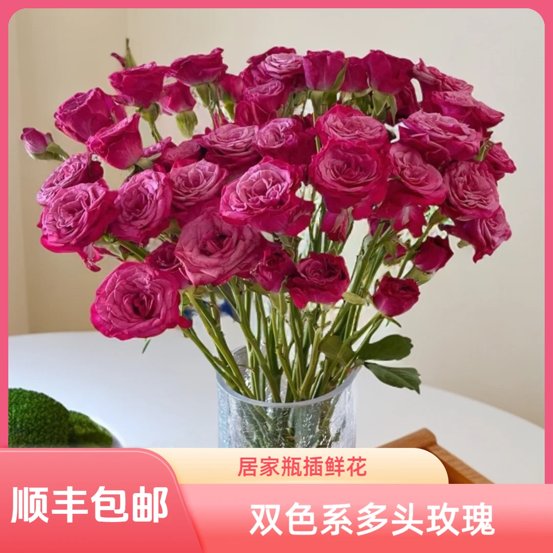 【花喜甄选】可莉多头玫瑰云南基地现摘现发瓶插水养鲜切花顺丰包邮