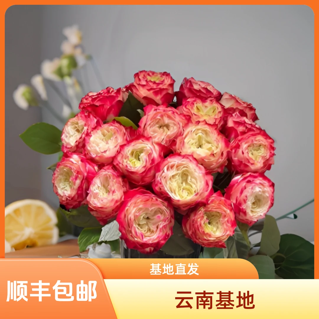 【花喜甄选】苹果杰克20支玫瑰云南基地现摘顺丰包邮昆明鲜花