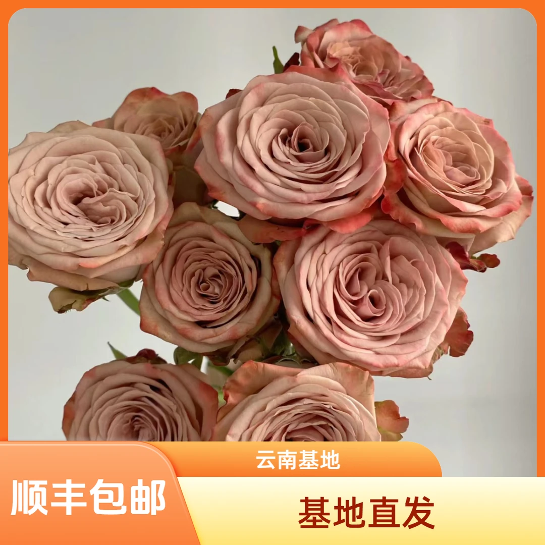【花喜甄选】卡布奇诺单头玫瑰鲜花云南基地现摘现发