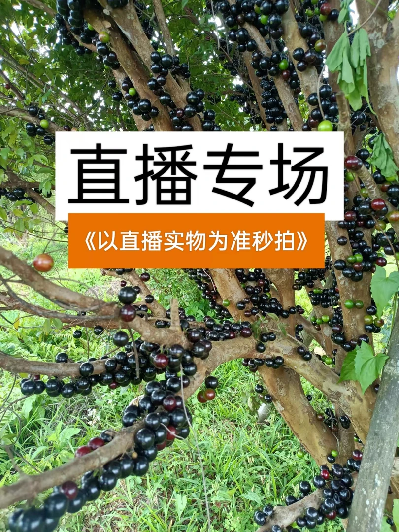 四季红妃一物一拍链接