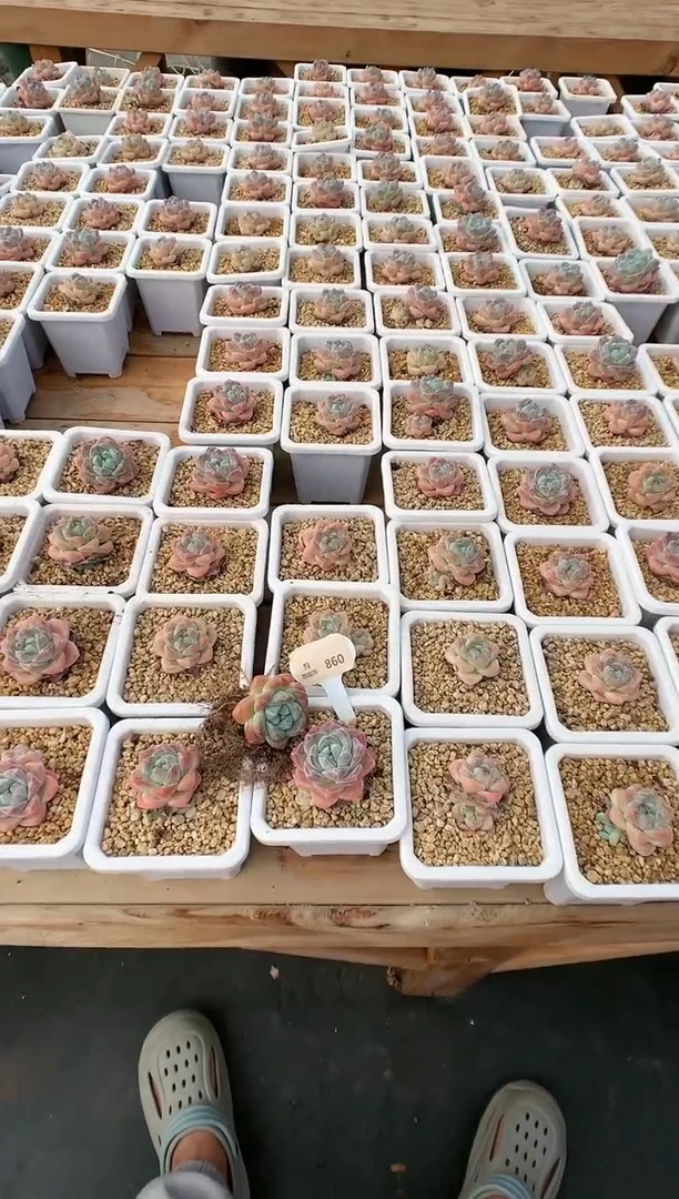 【闪购商品】860三年精控冰玉量拍