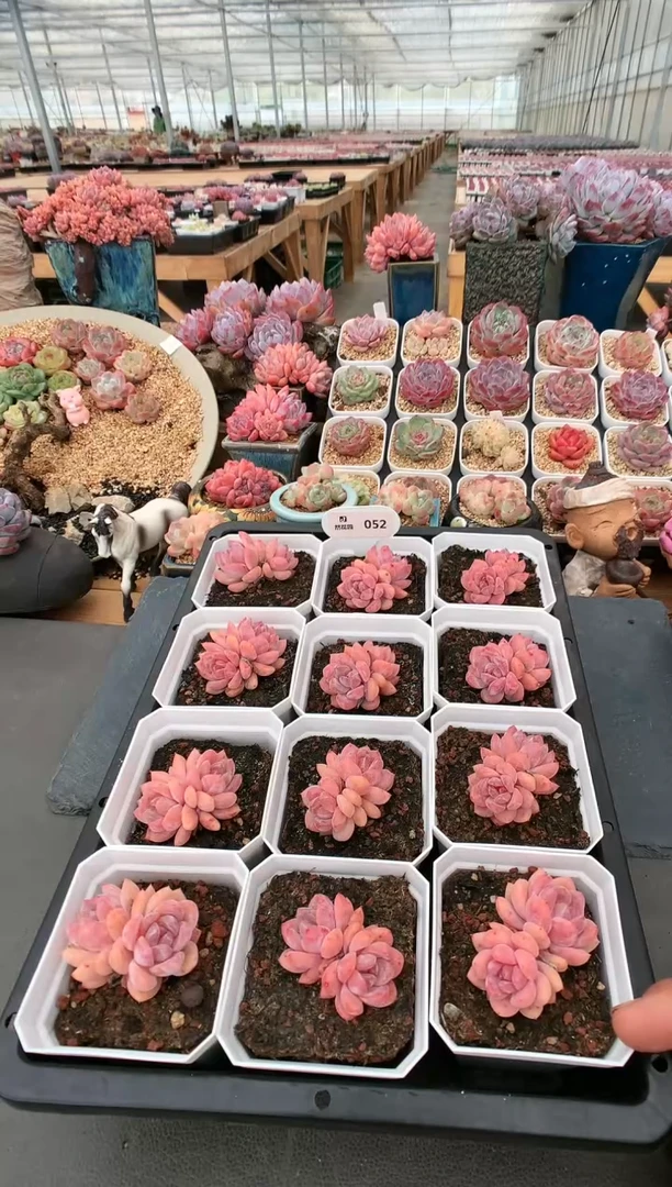 【闪购商品】052玫瑰梦露量拍