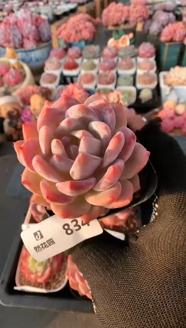 【闪购商品】834一物一拍