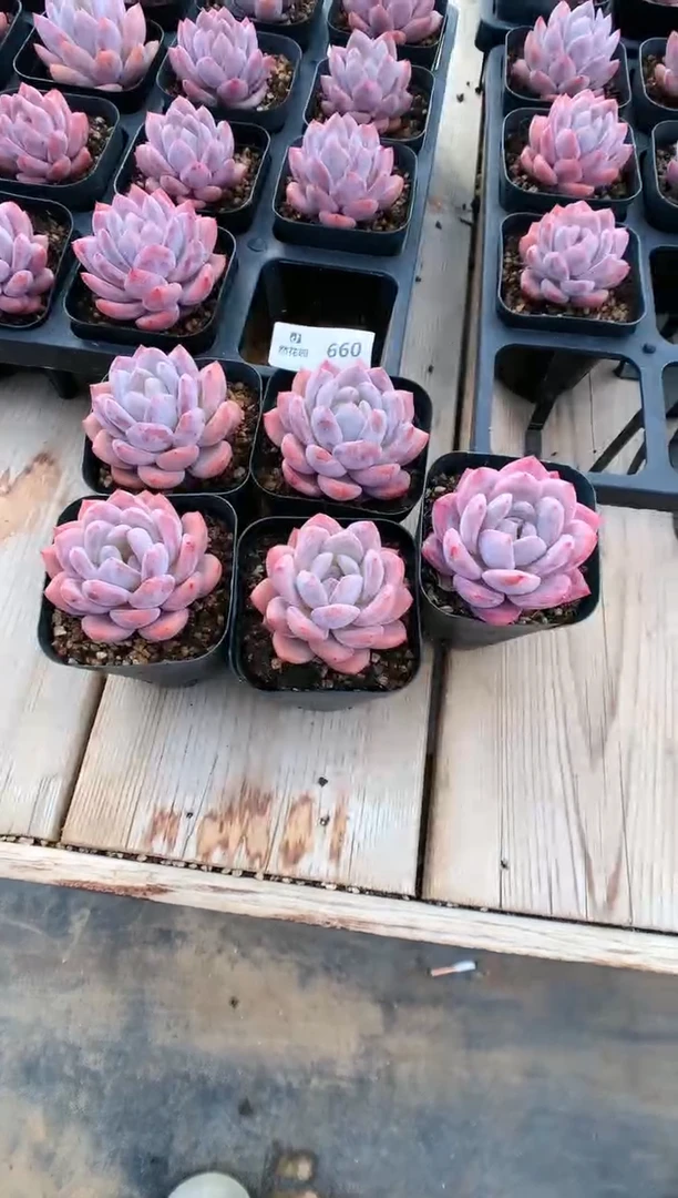 【闪购商品】660雪天使量拍